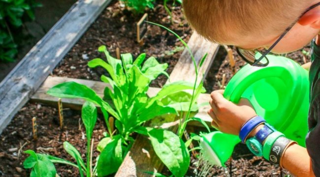 Un bambino innaffia una pianta verde in un giardino.