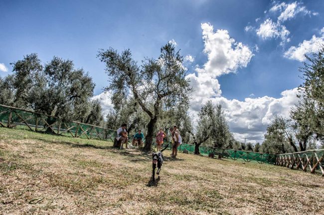 Cane corre verso la fotocamera in un campo con alberi e persone.