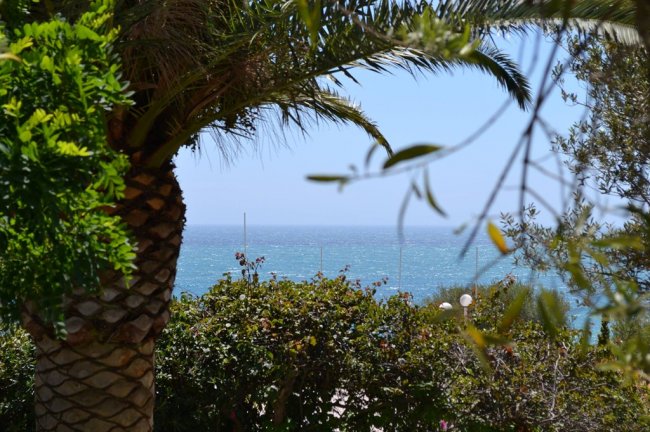 Vista sul mare tra le piante, con un albero di palma in evidenza.