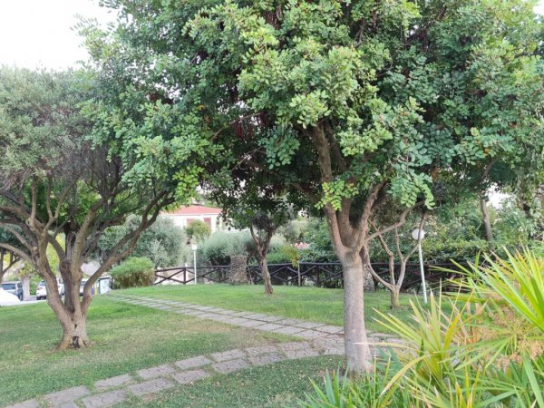 Un giardino con alberi e un sentiero di pietra.